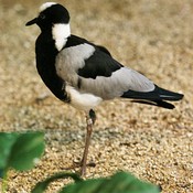 Blacksmith Plover